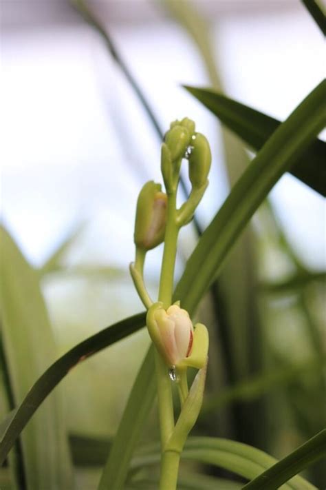 種植蘭花材料|蘭花怎麼種才漂亮？專業蘭花栽培指南全公開！ 